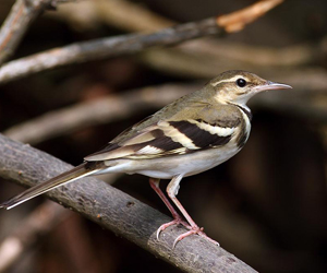 Цөгцгий (Mодны цөгцгий)